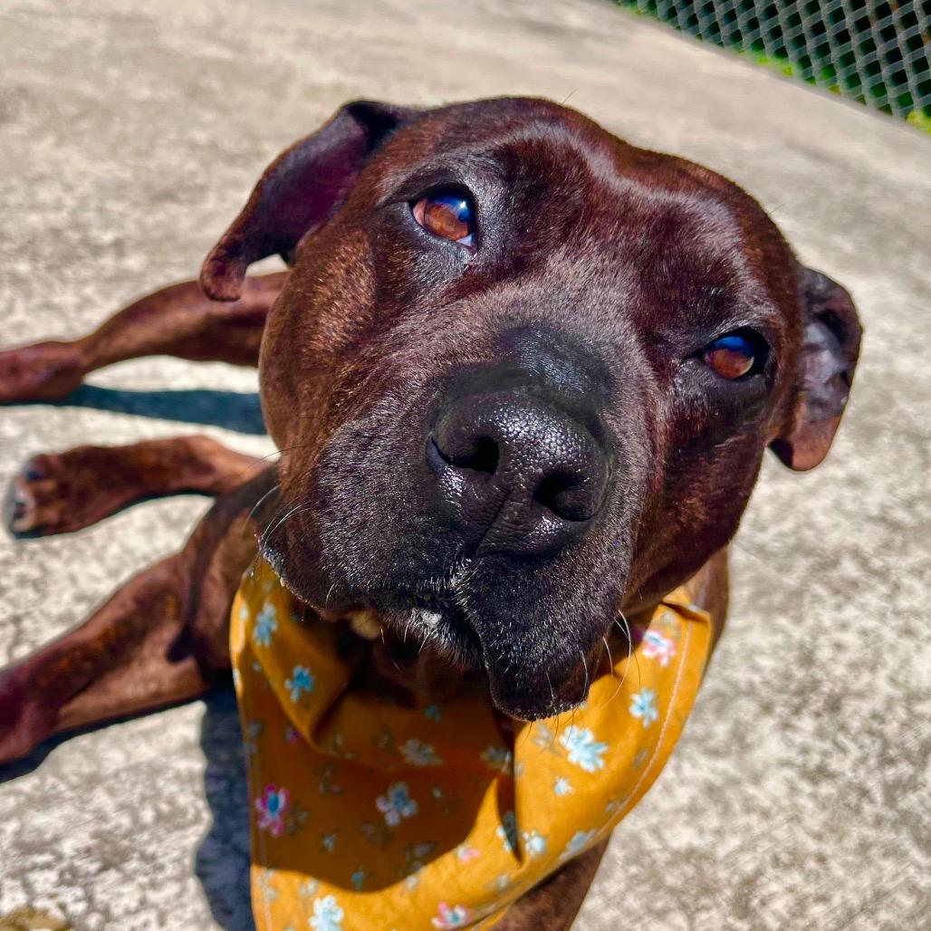 Daffodil