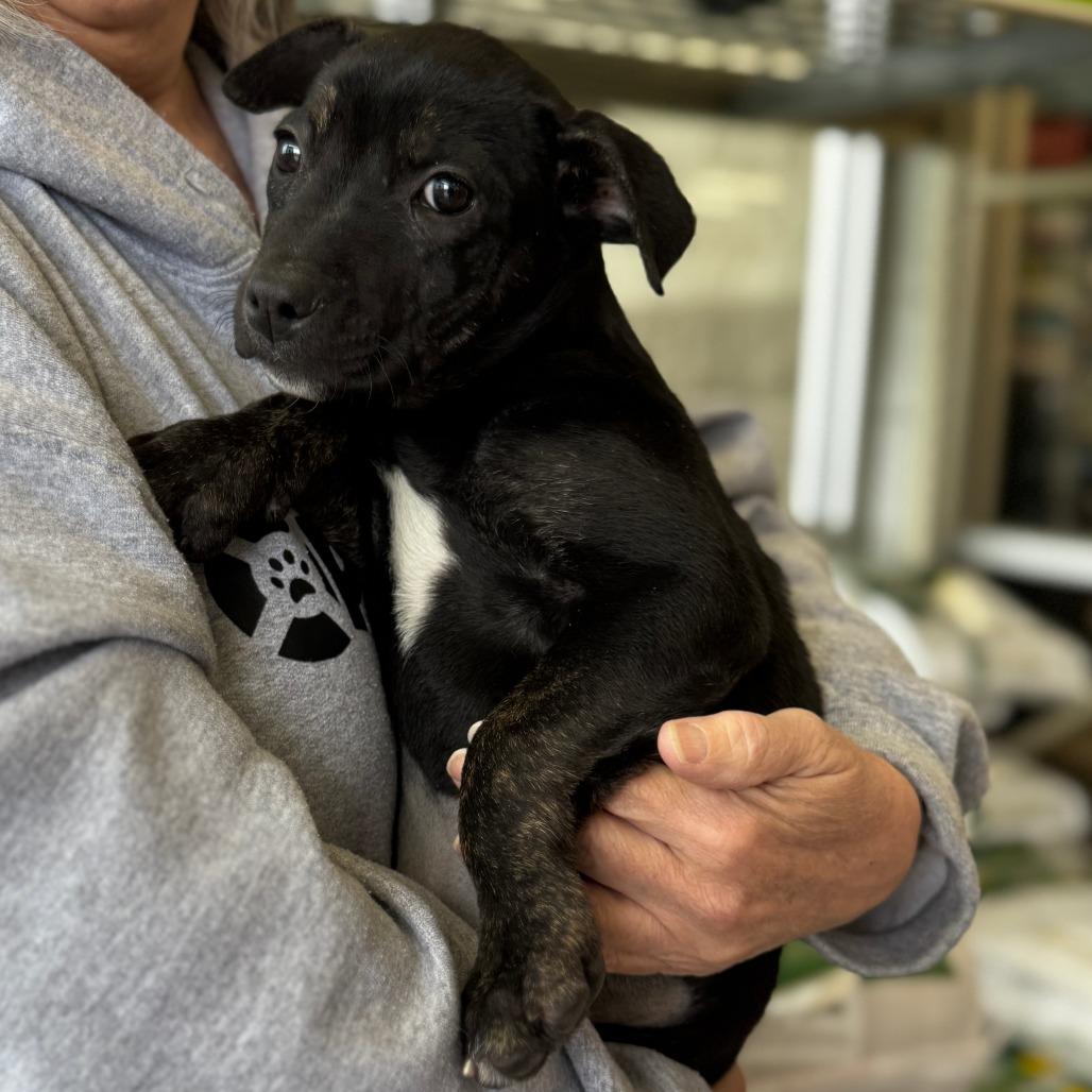 NY Erika (Foster in Lagrangville NY)