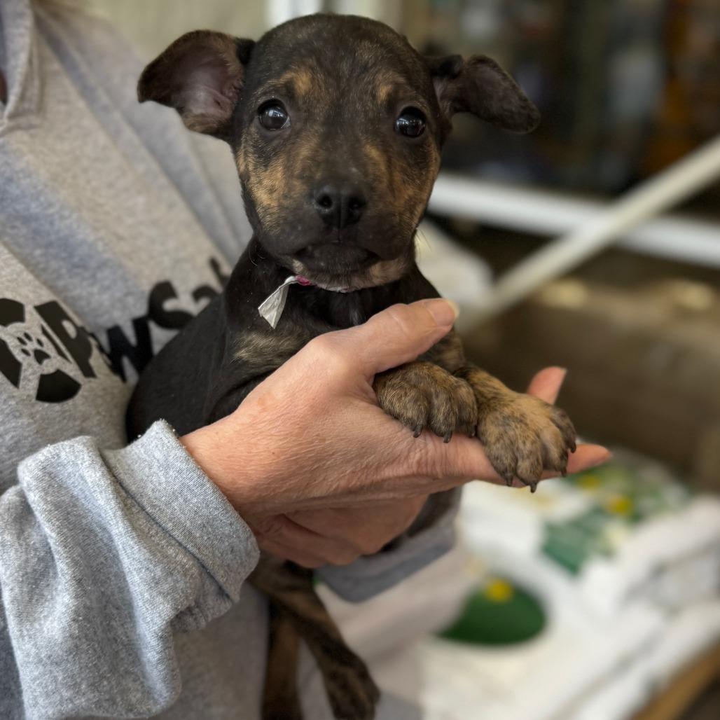 NY Sadie (Foster in Lagrangeville NY)