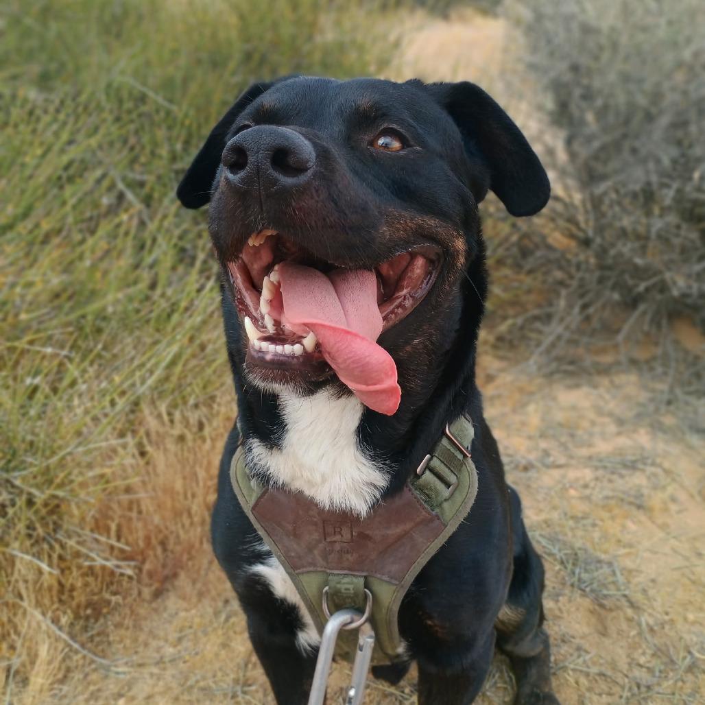 Dodger