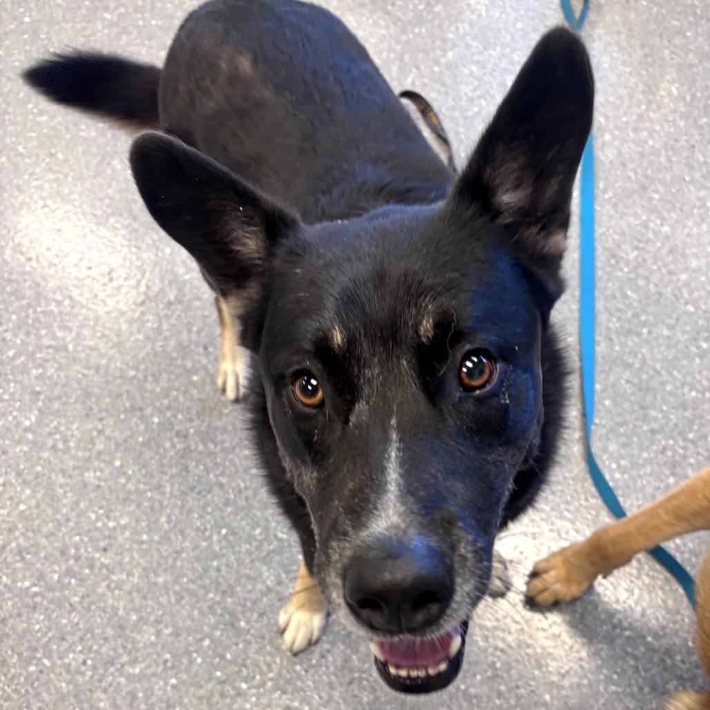 Oki (Bonded with Nico) - In Foster Care