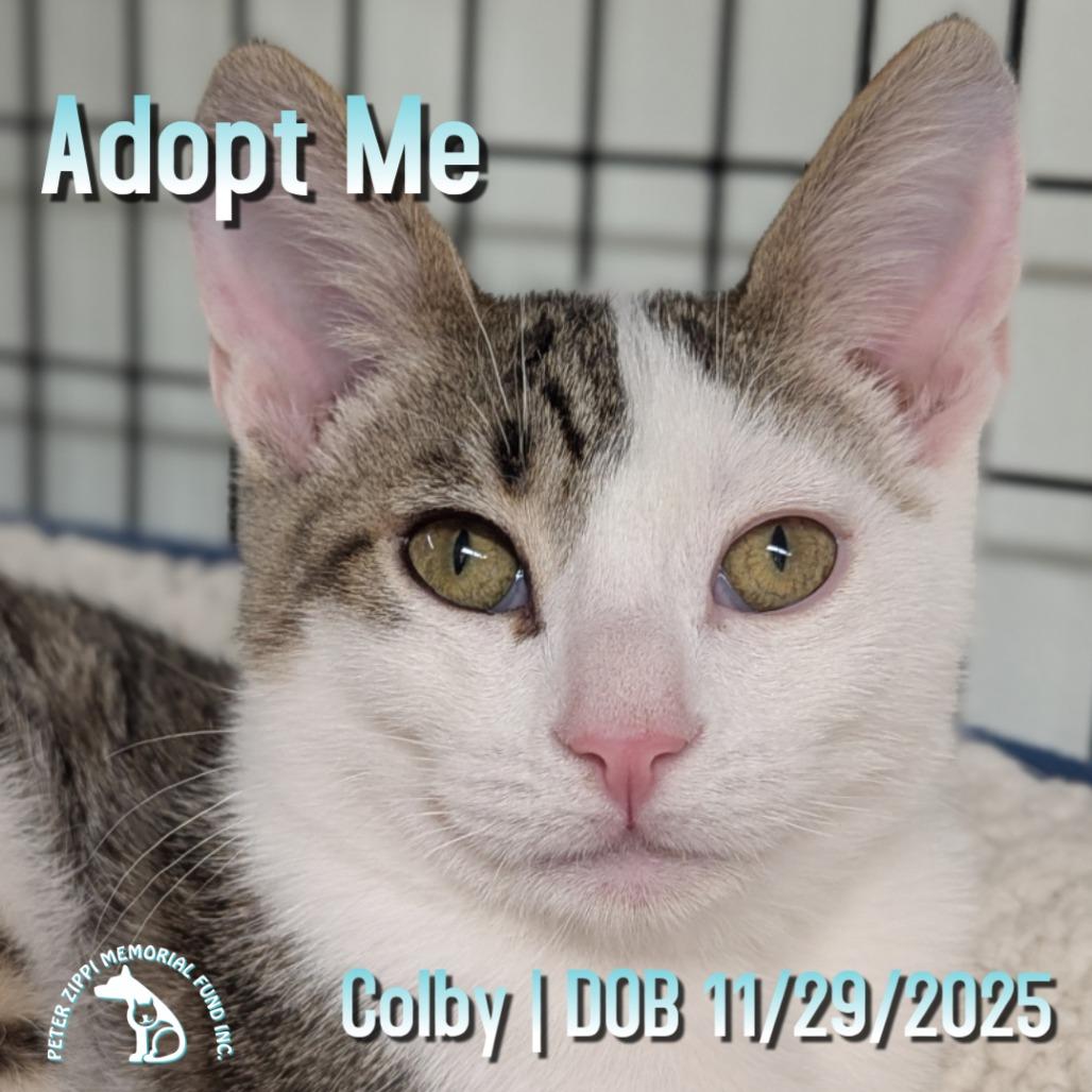 Colby Y004