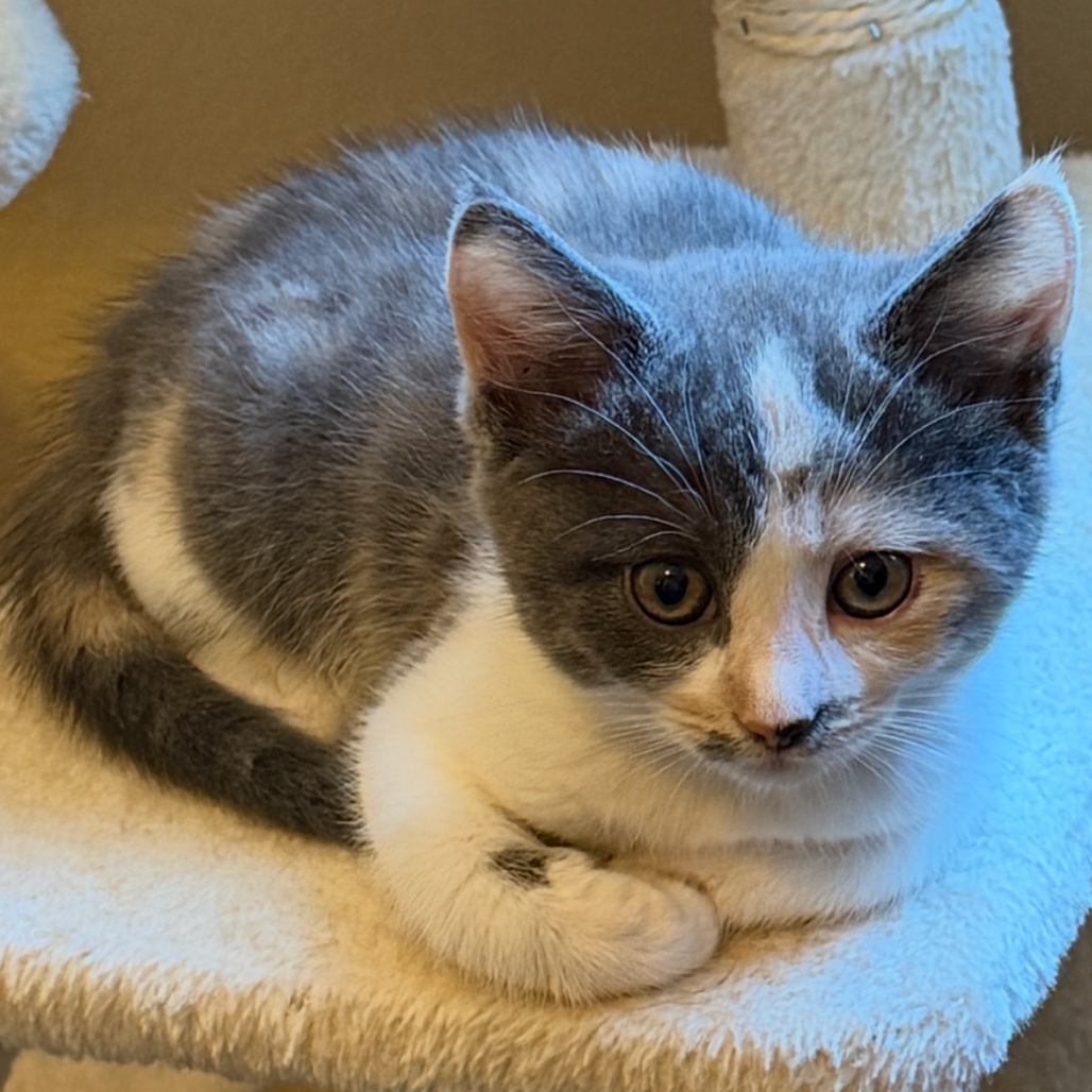 Sabrina 