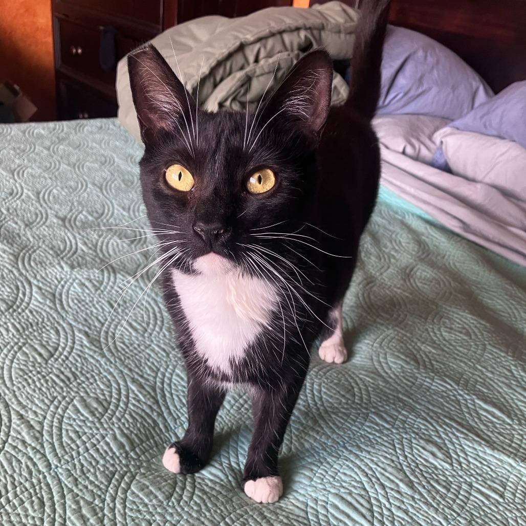 Figaro