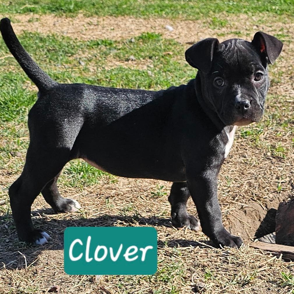 Clover