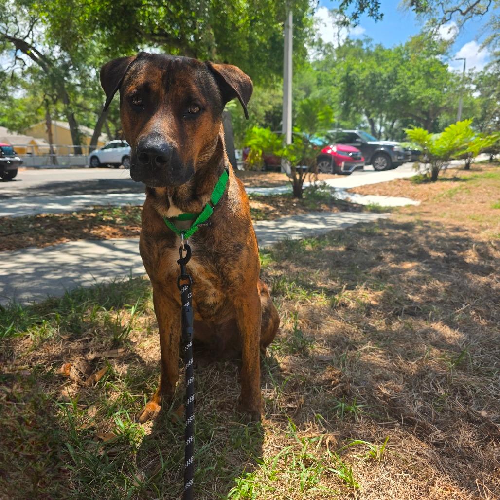 Scooby