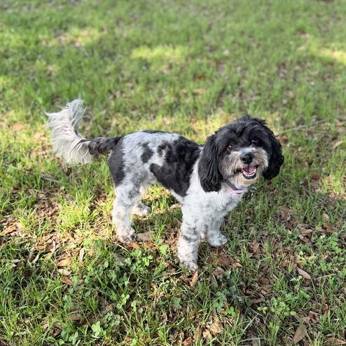 Fozzie