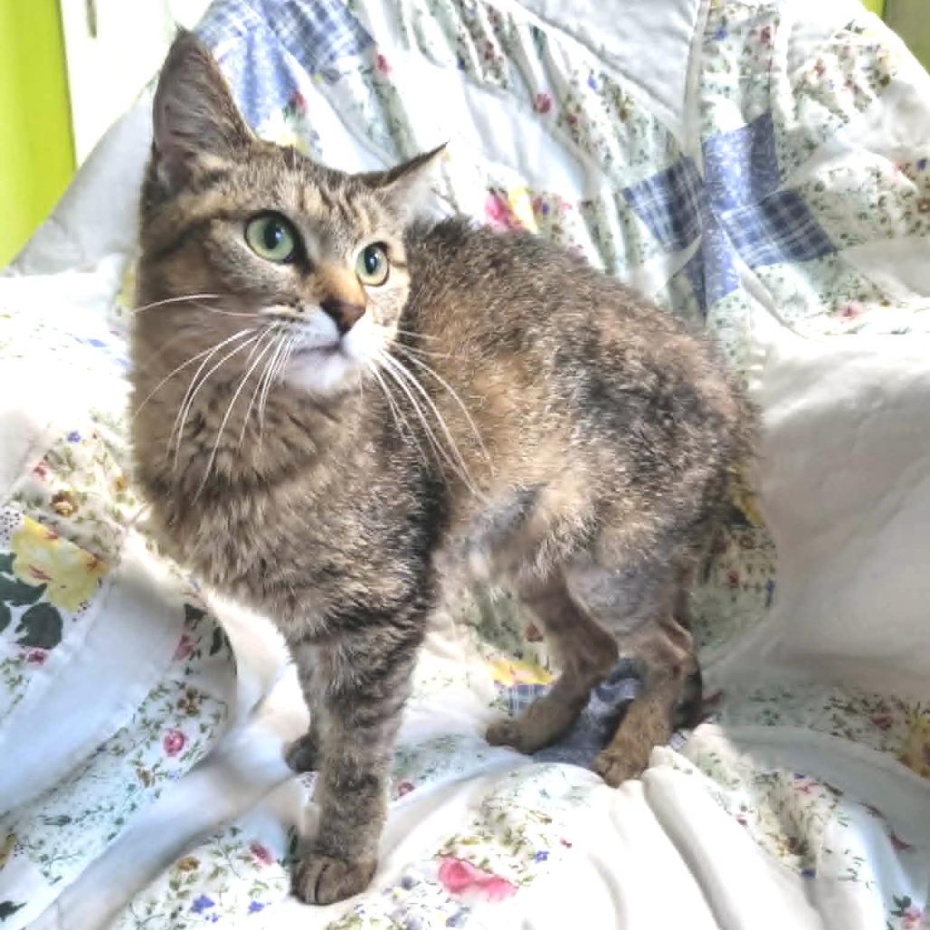 Cherry - Petsmart Belleville