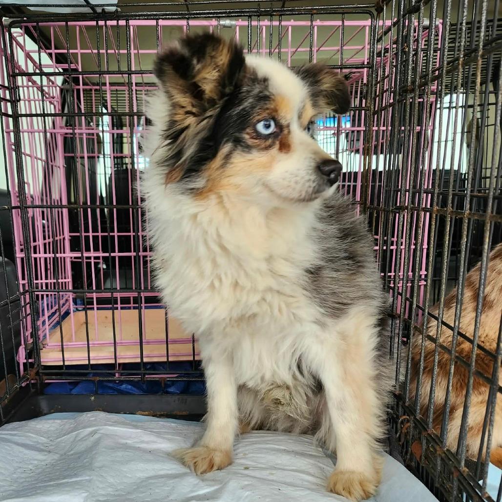 Merlin