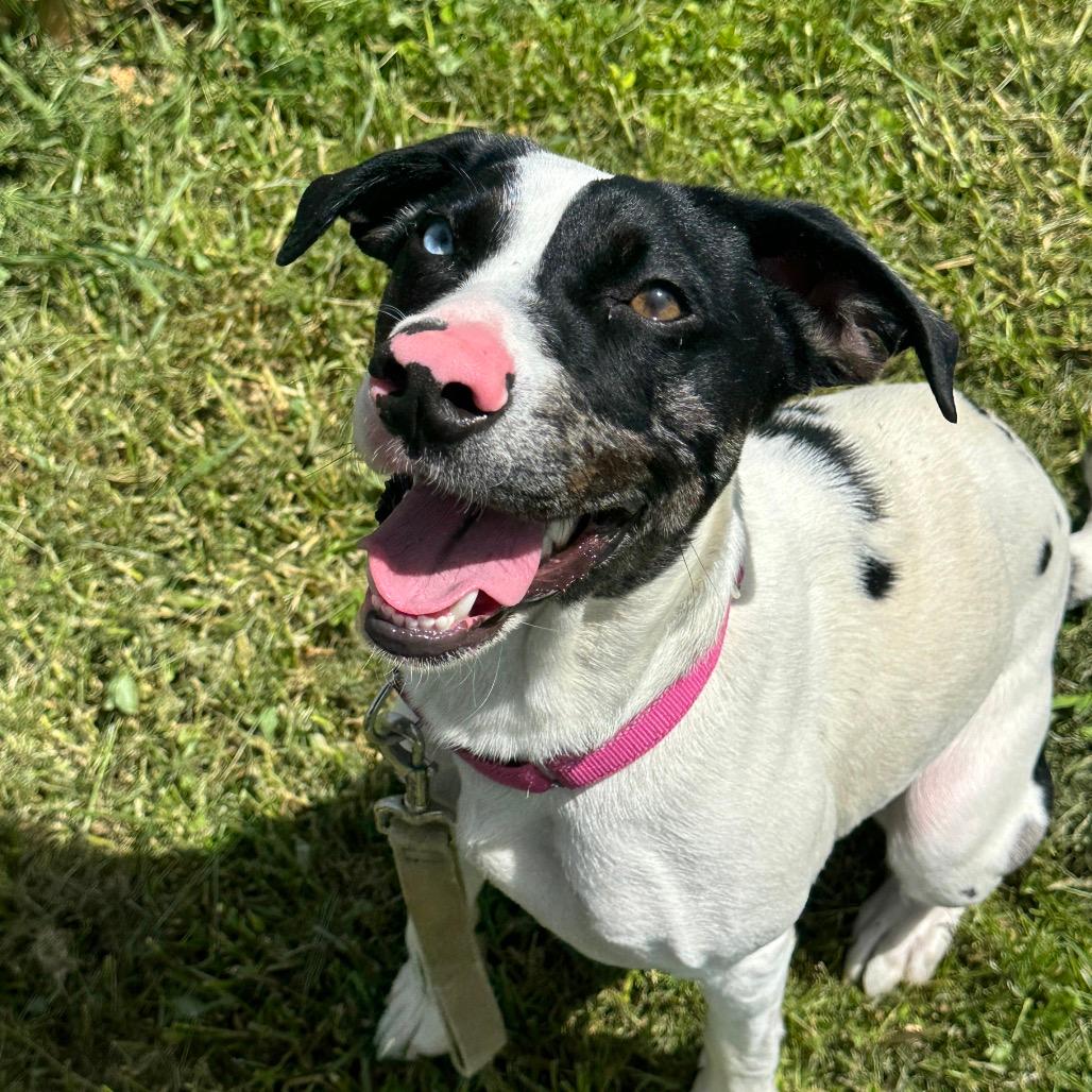 Lulu