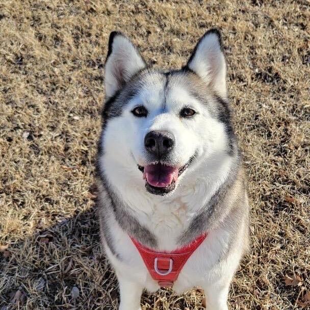 Rosie