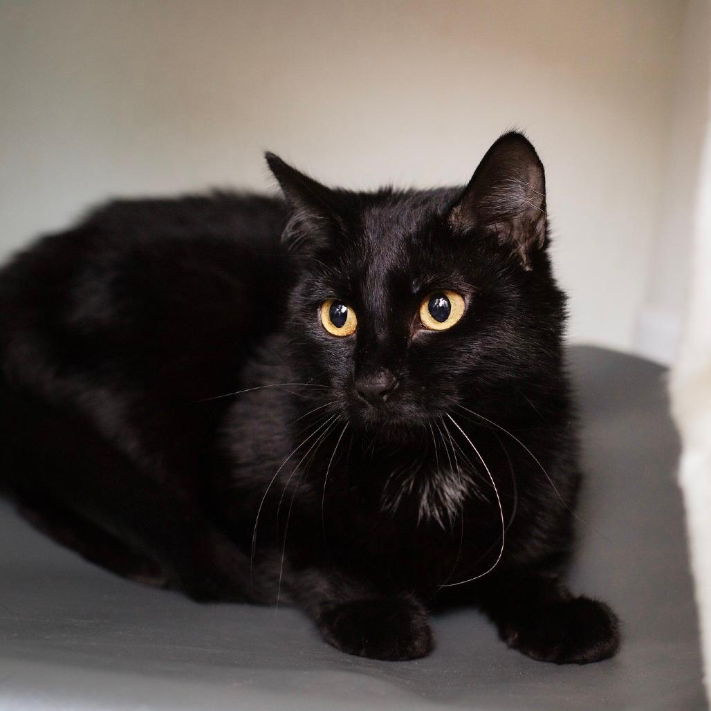 Fluff (Sponsored adoption fee)