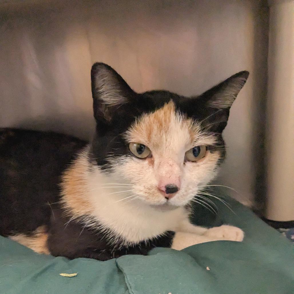 (Vet 5/1) Queen Patchwork 