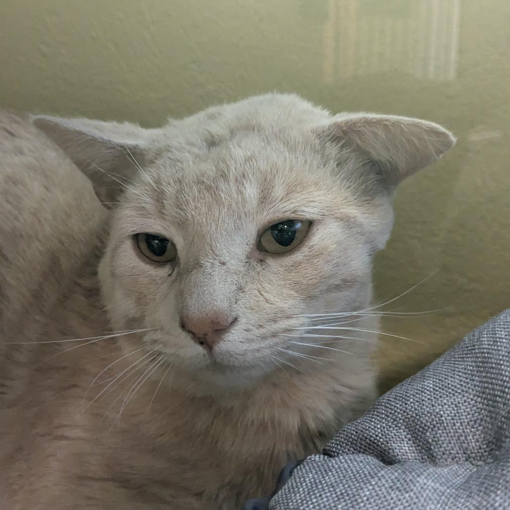 (Vet ,5/5) General Scarwhisker