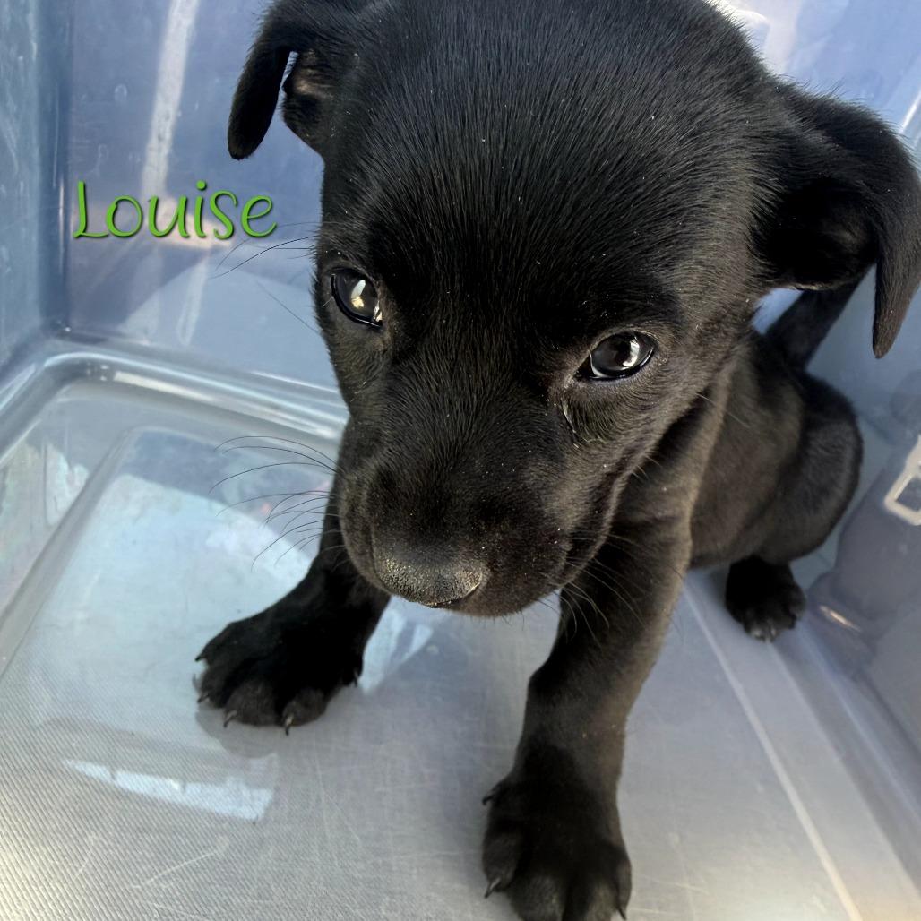 Louise 