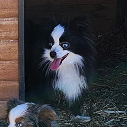Zoe Girl