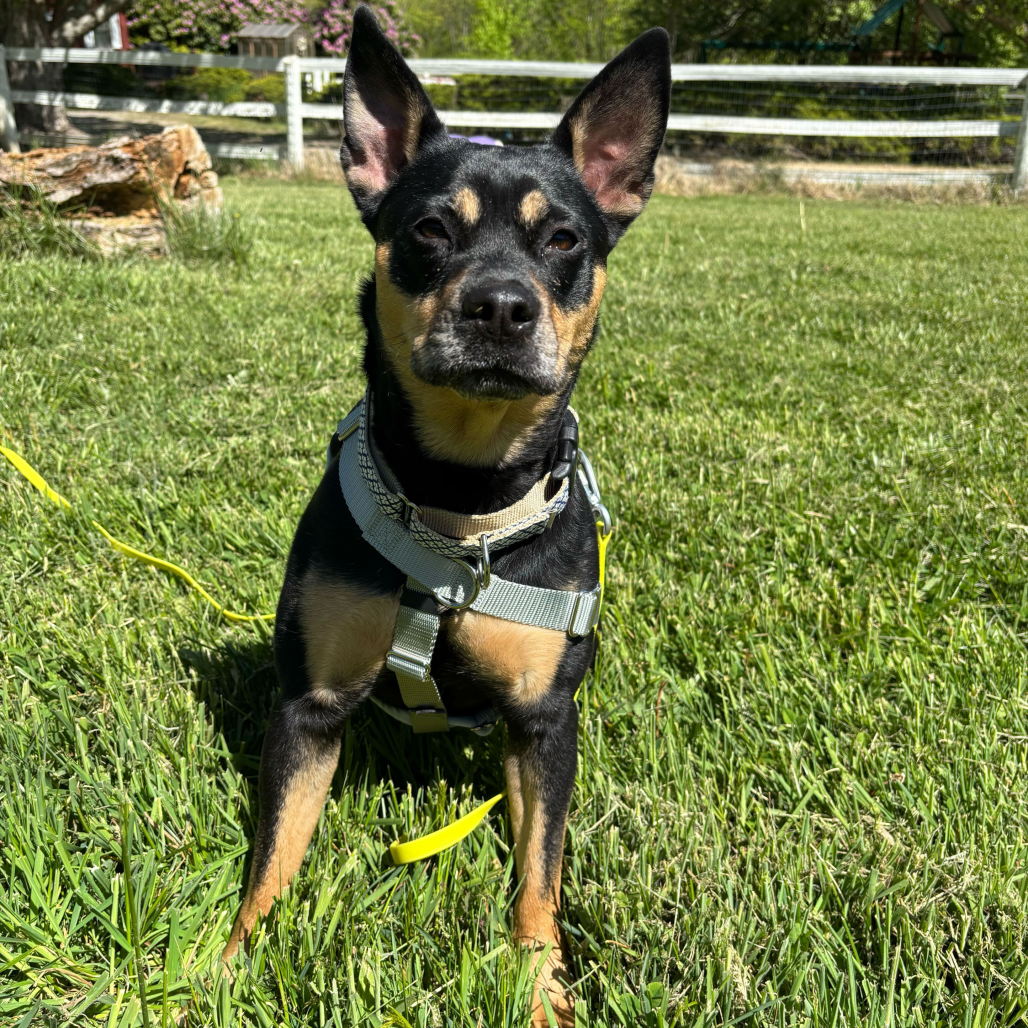 Gretchen