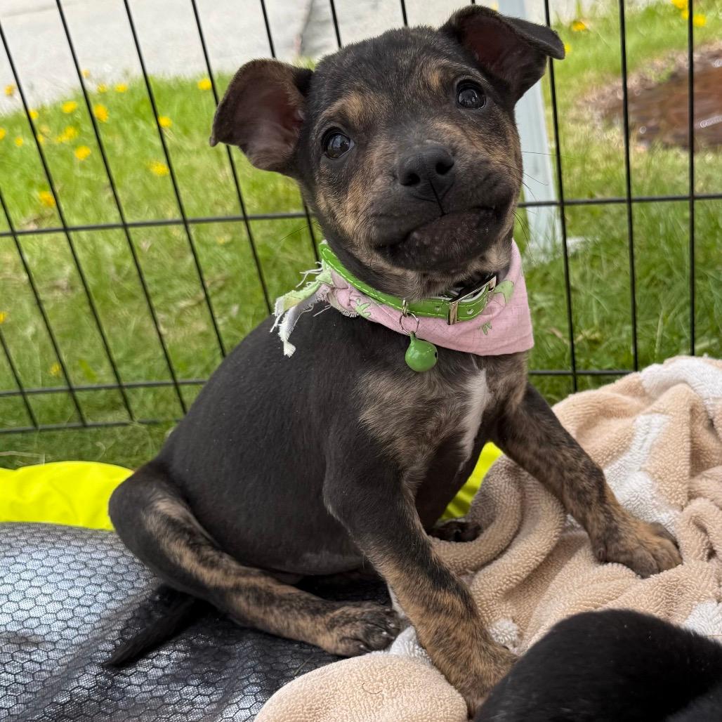NY Sadie (Foster in Lagrangeville NY)