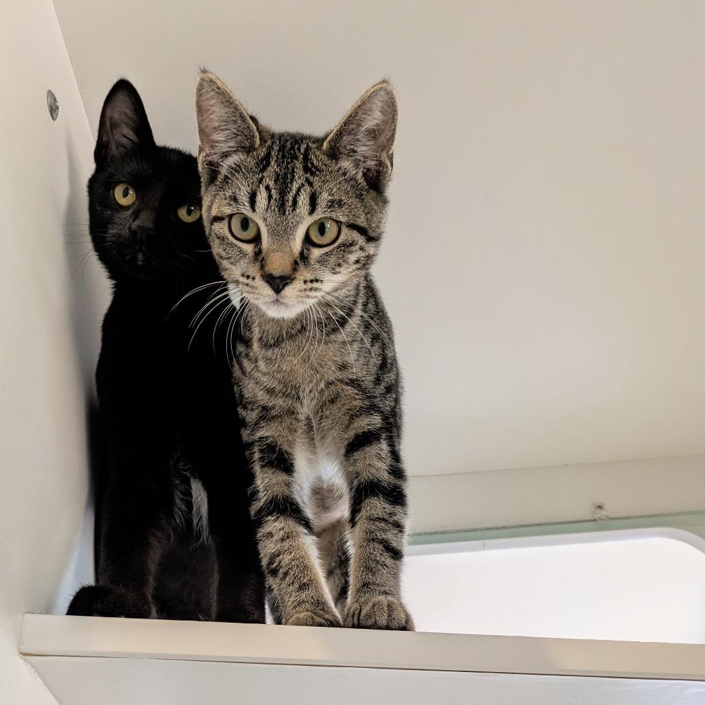 Steven and Eleanor - We're a bonded pair!