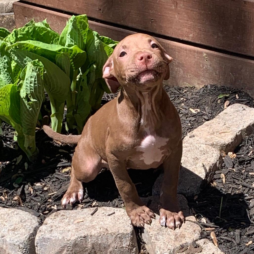 Cocoa