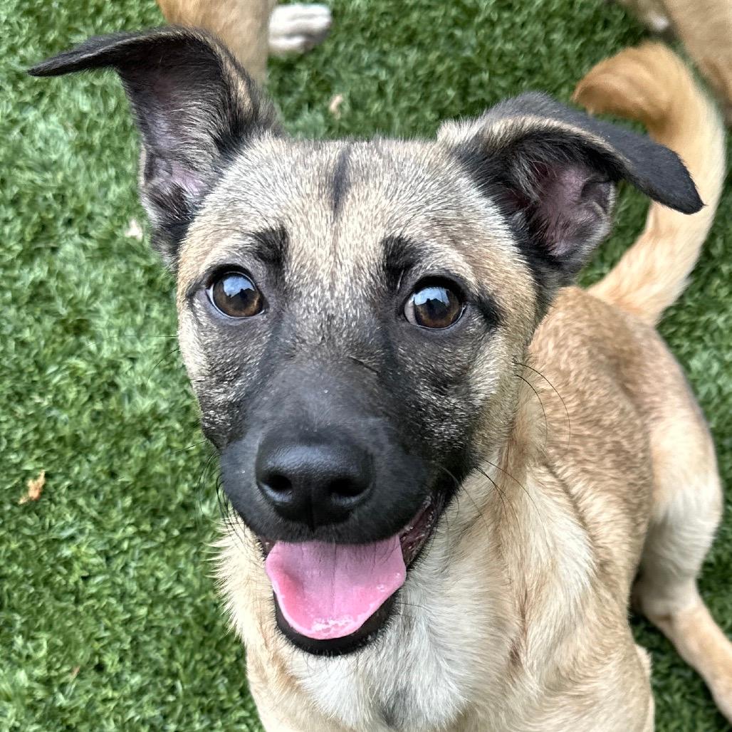 Gwen (puppy) - ECAS