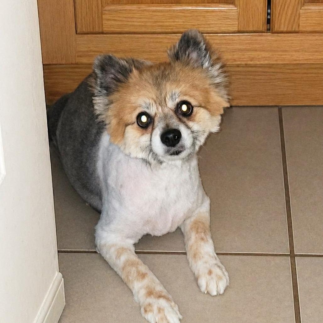 Lily (adult)