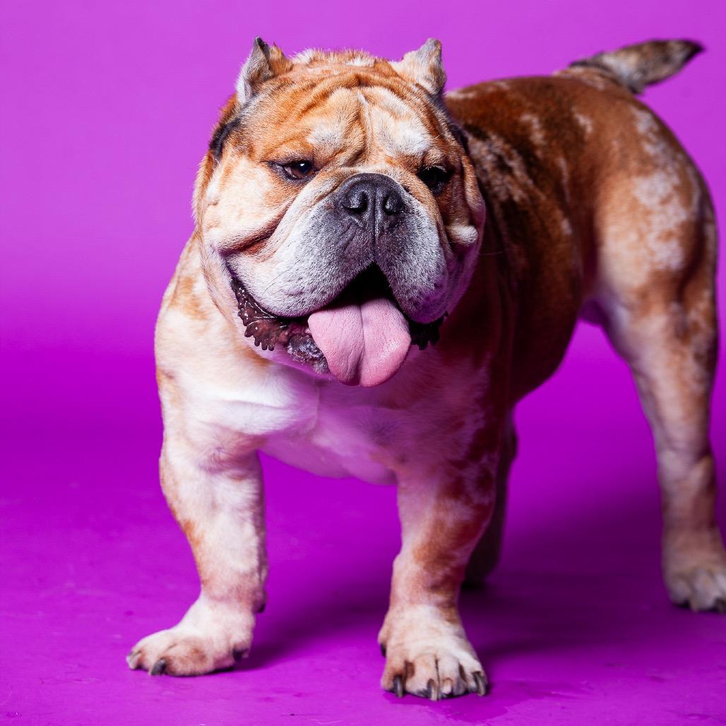 Bowser