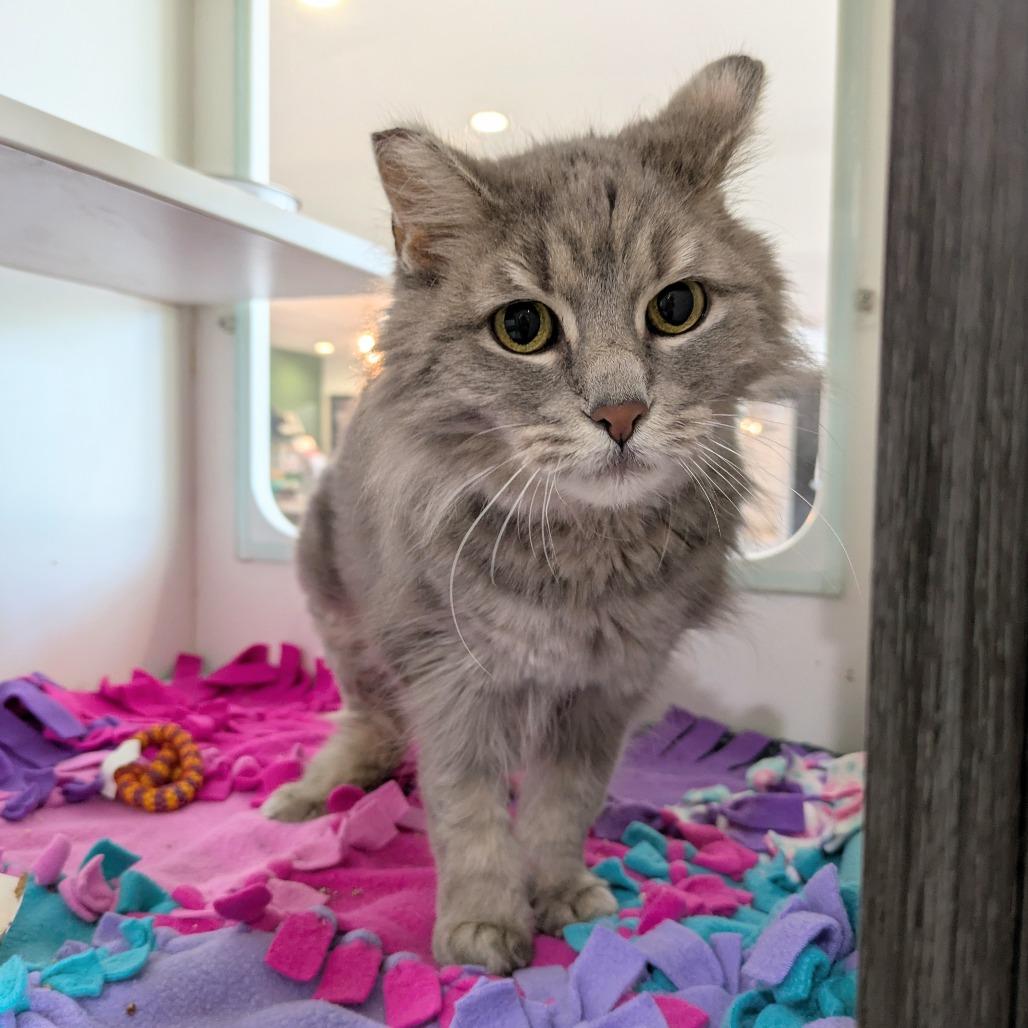 Cat Yuki