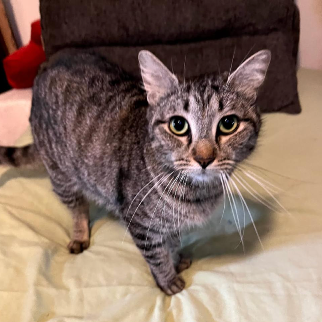 Leela