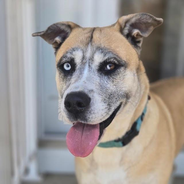 Nova-in foster $99 - See my Video!