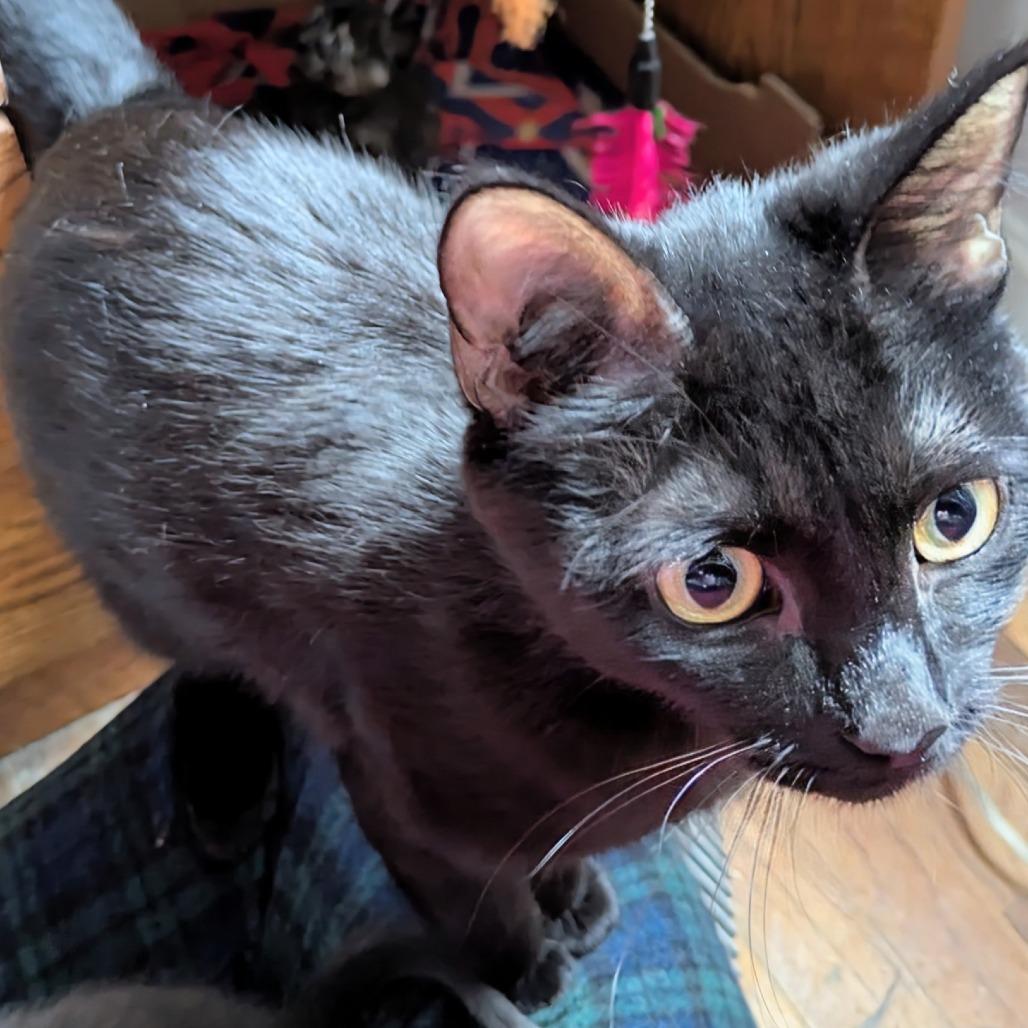 Ember