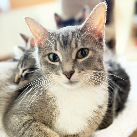 Haven - Adoption Pending