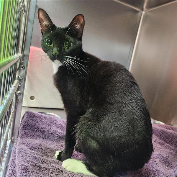 Elphaba