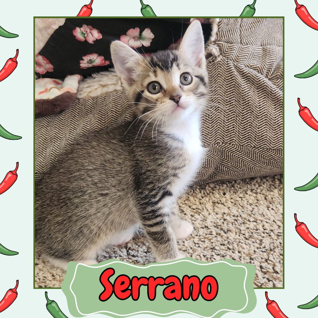 Serrano