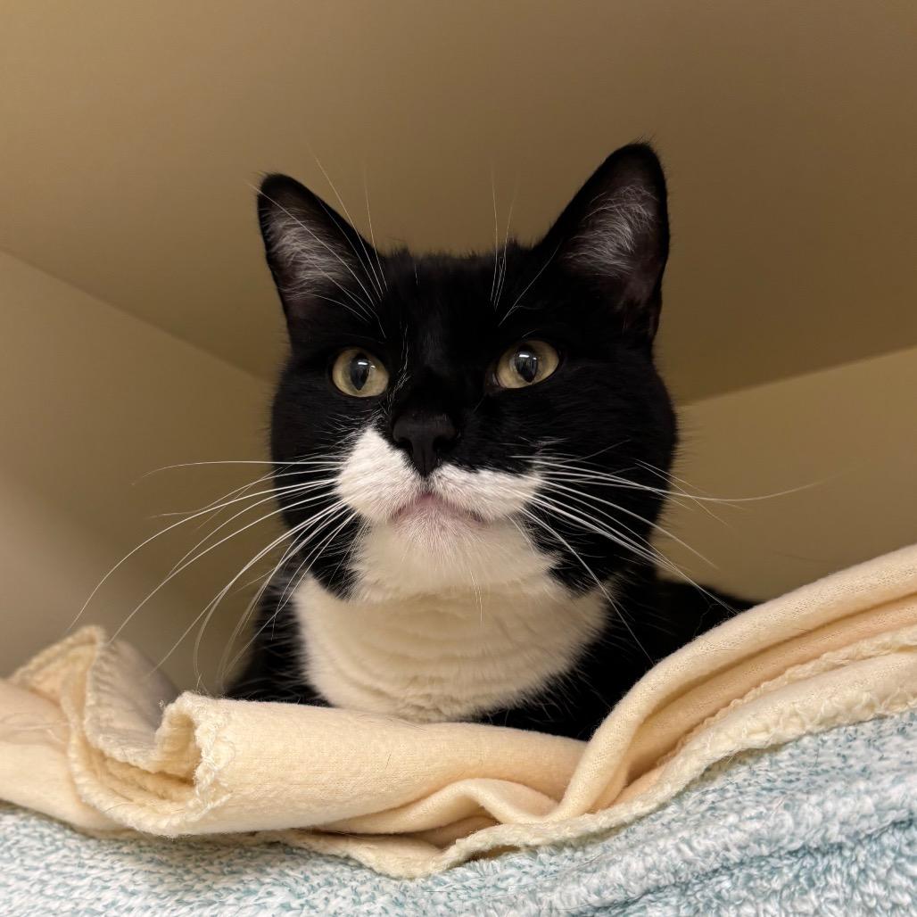Figaro
