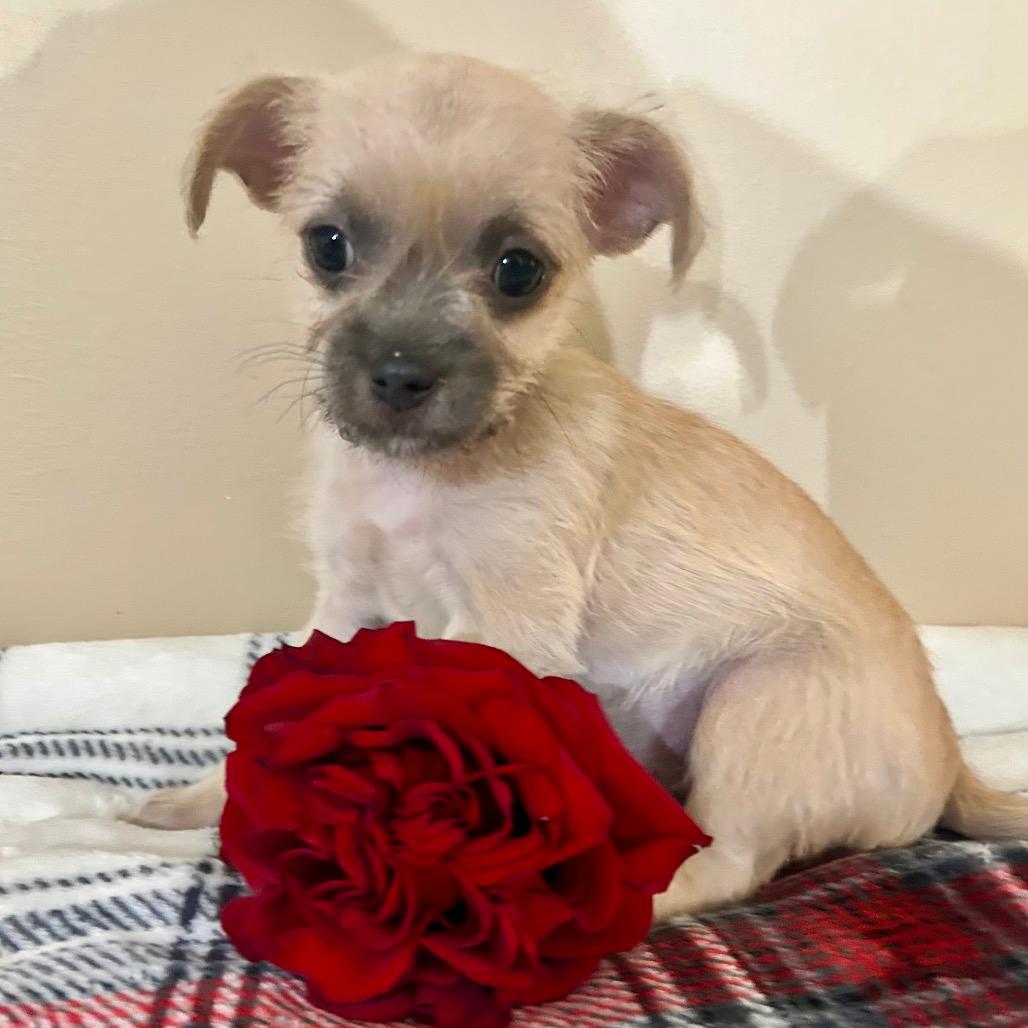 Rosie