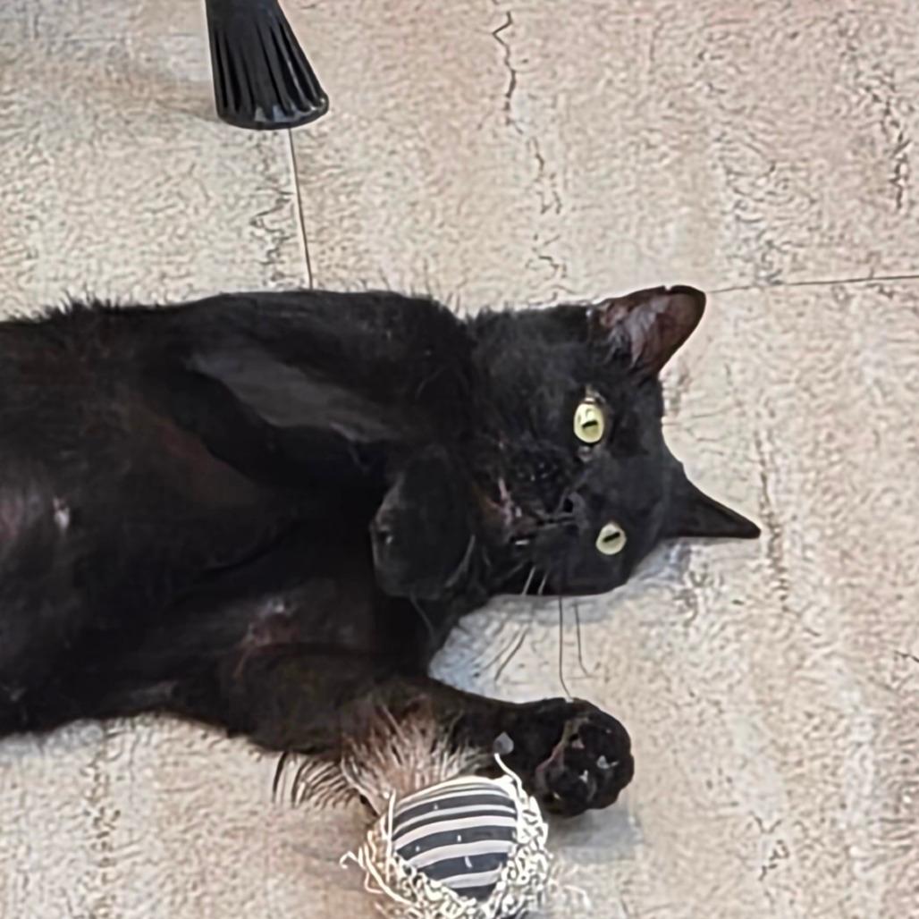 Gizmo