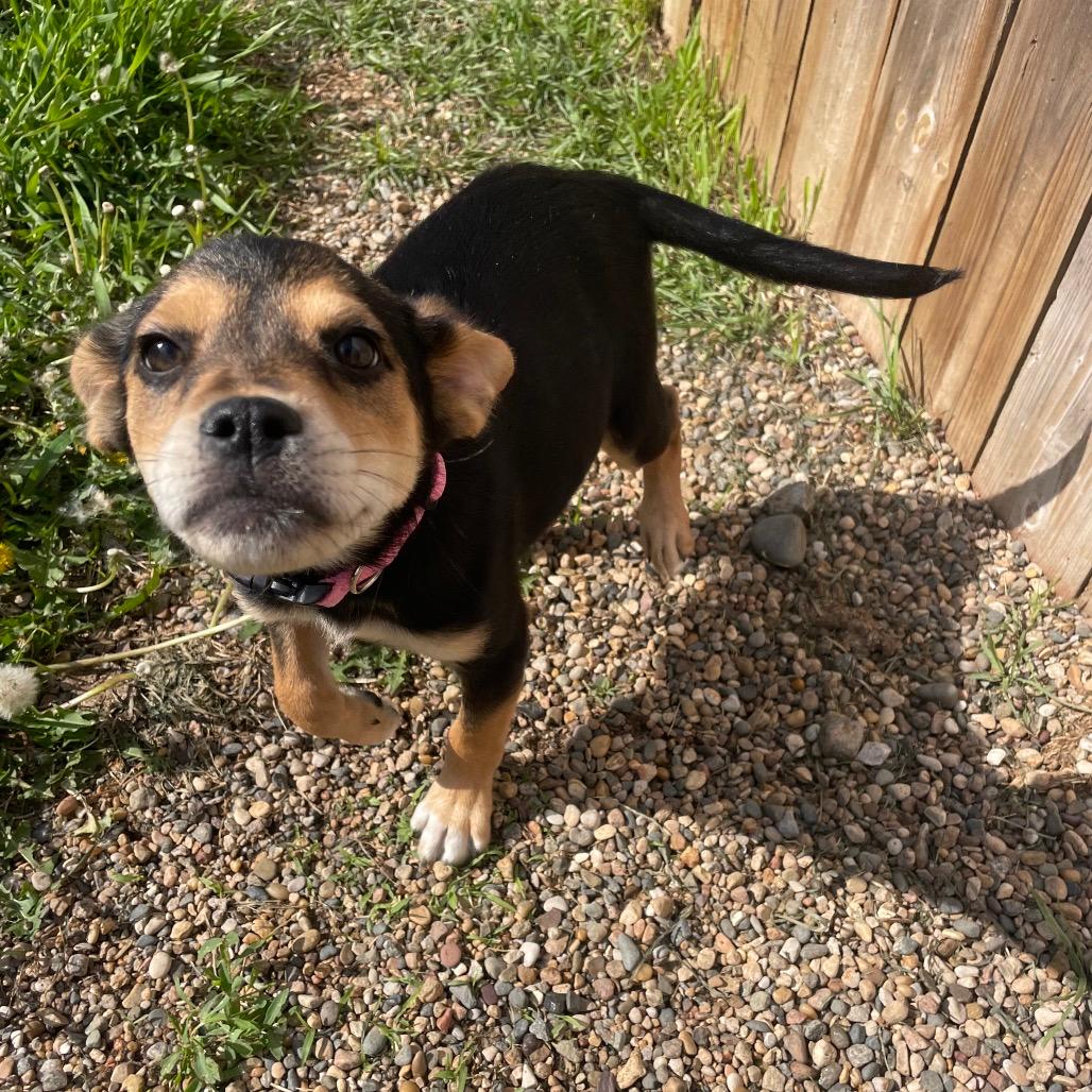 Zena