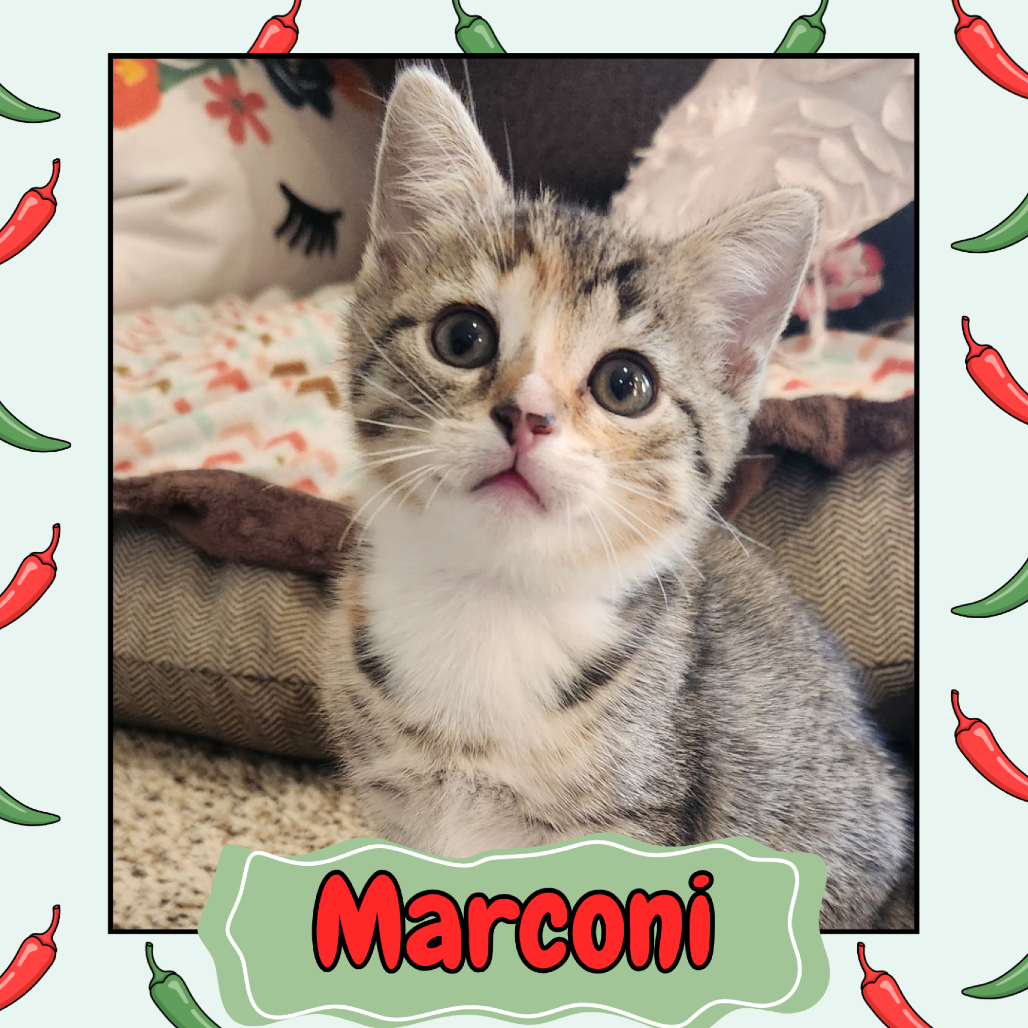 Marconi