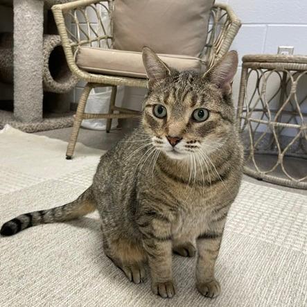 Meowser