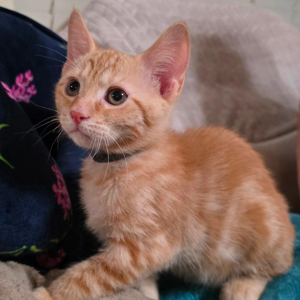 Cheddar