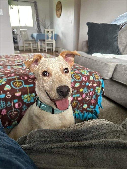 Adoptable Dogs & Puppies in Appleton, WI