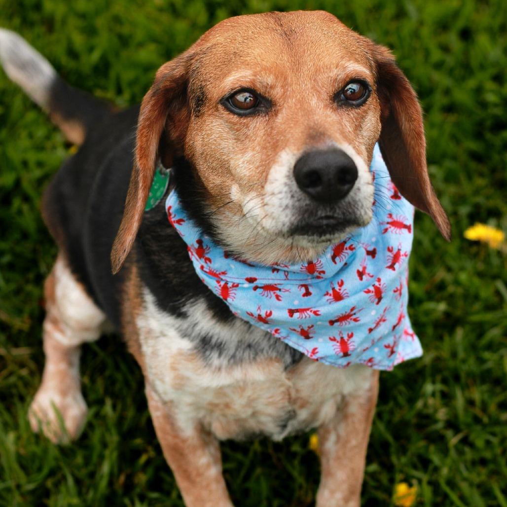 Bailey (In Foster)