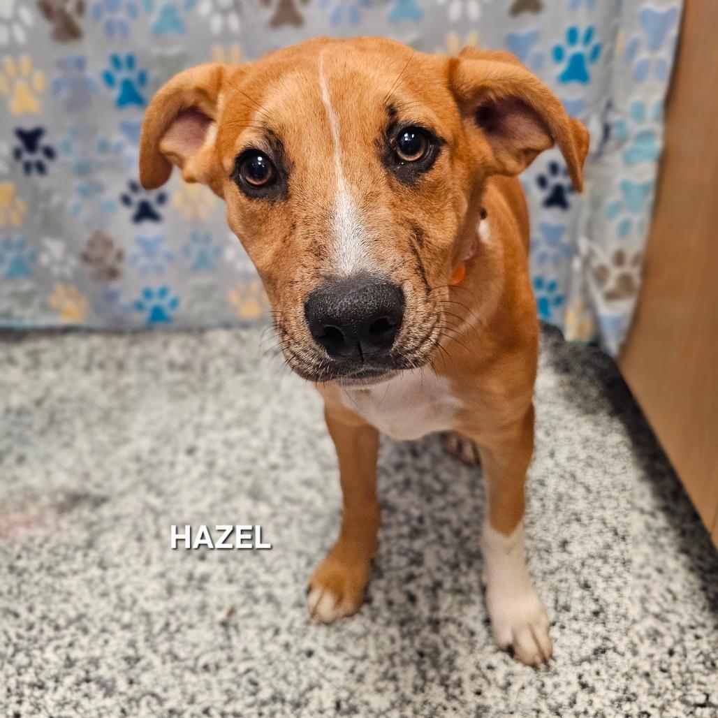 Hazel