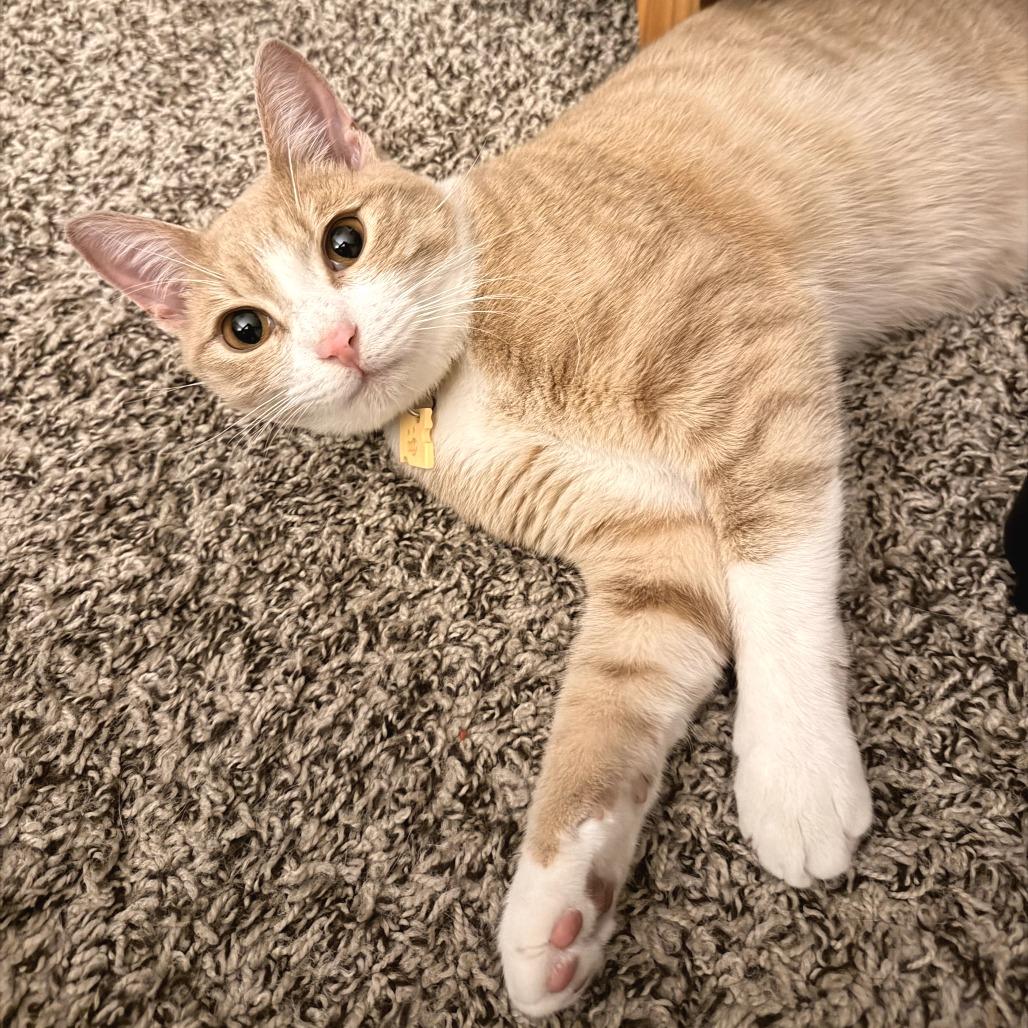 Queso