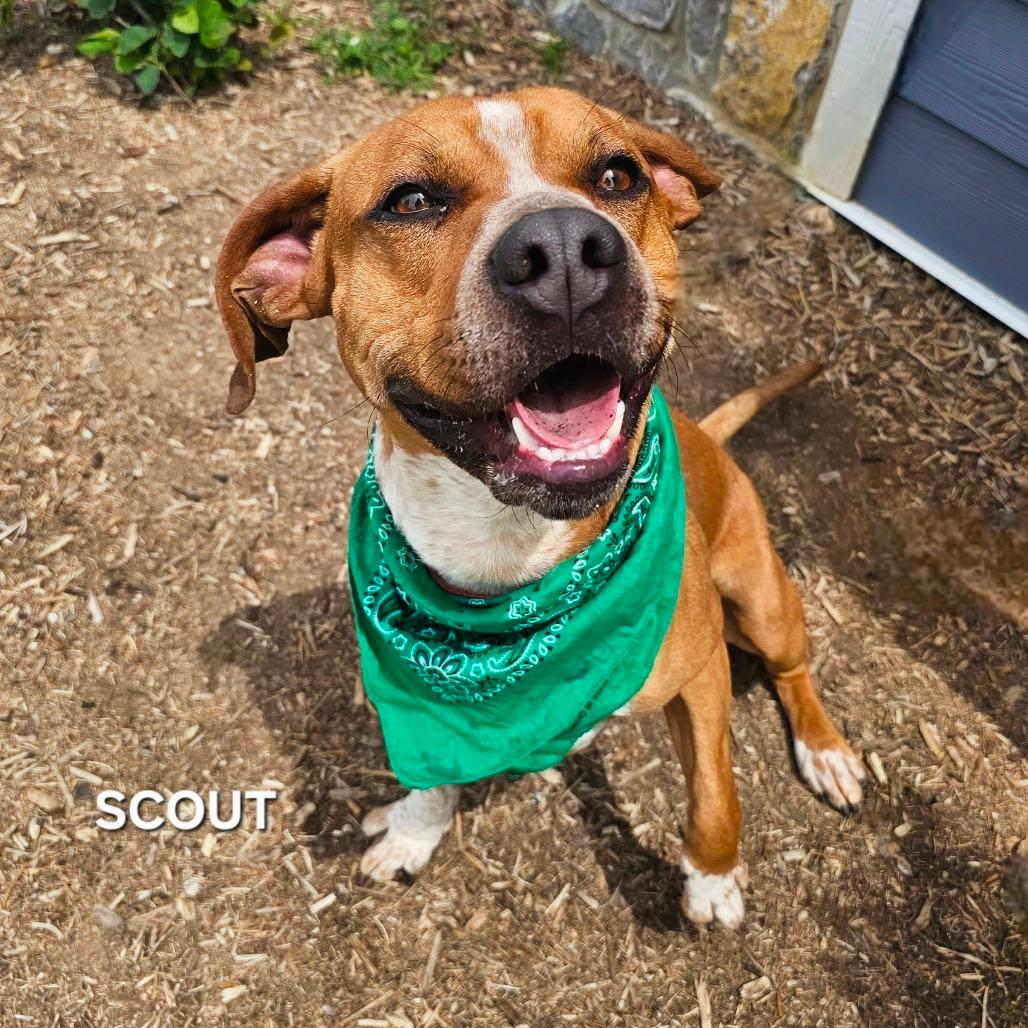 Scout