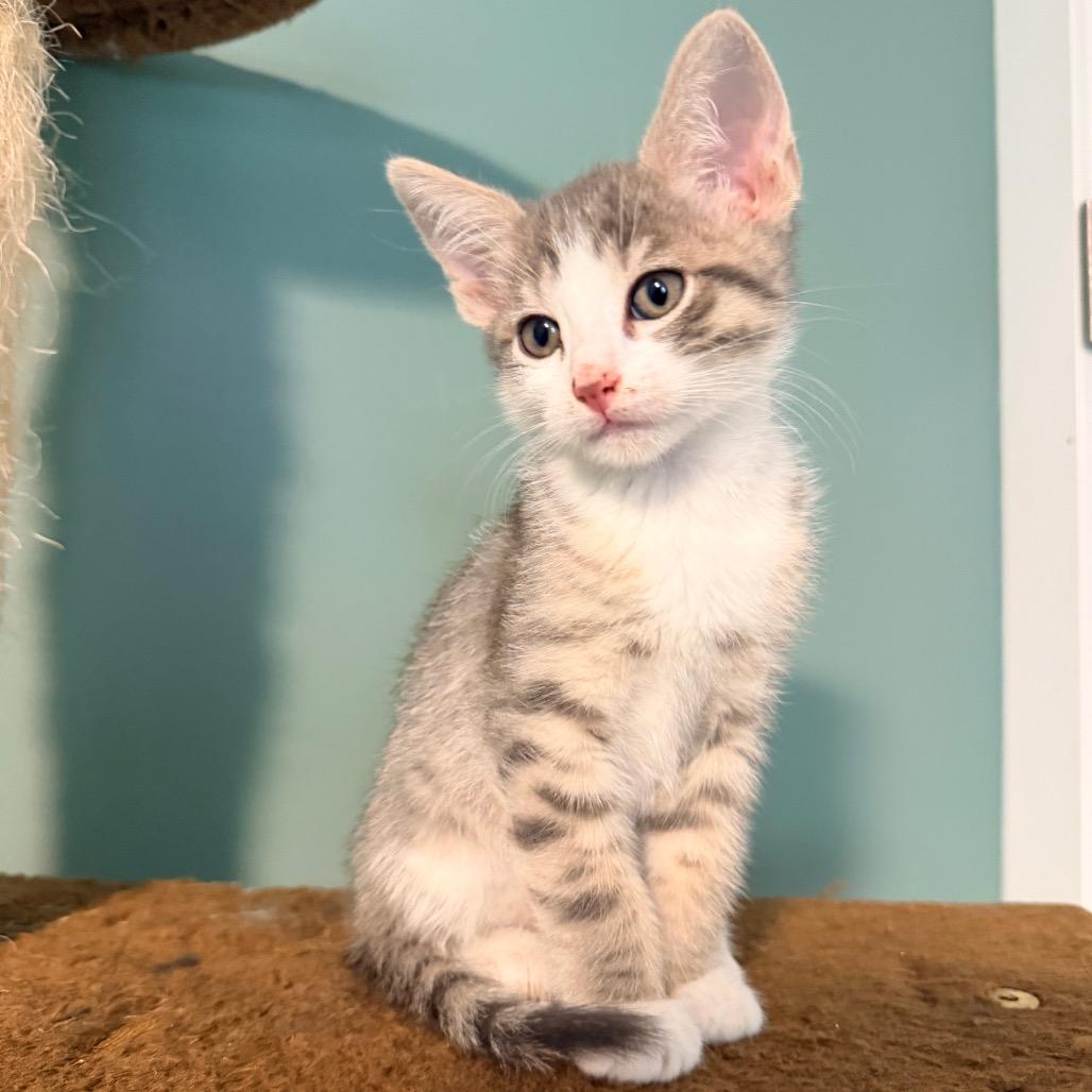 Milo