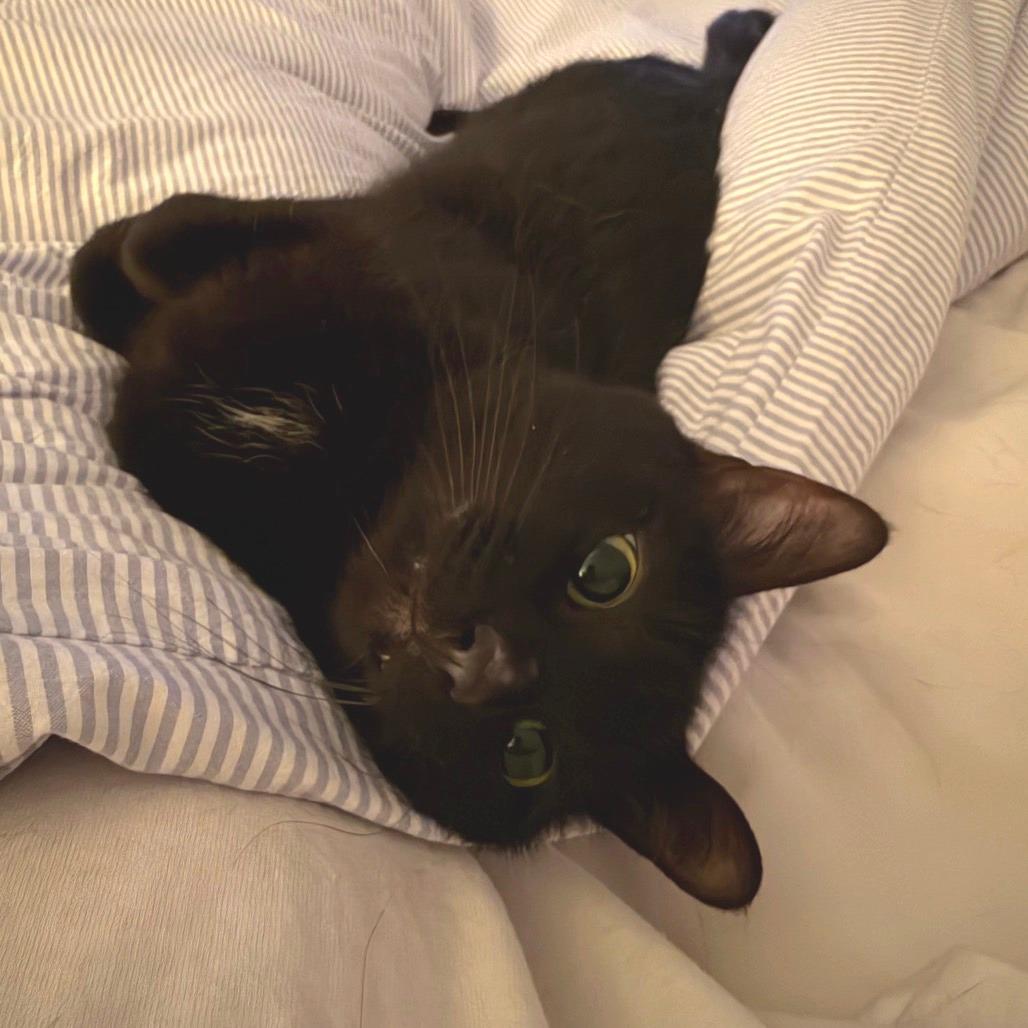 Licorice 
