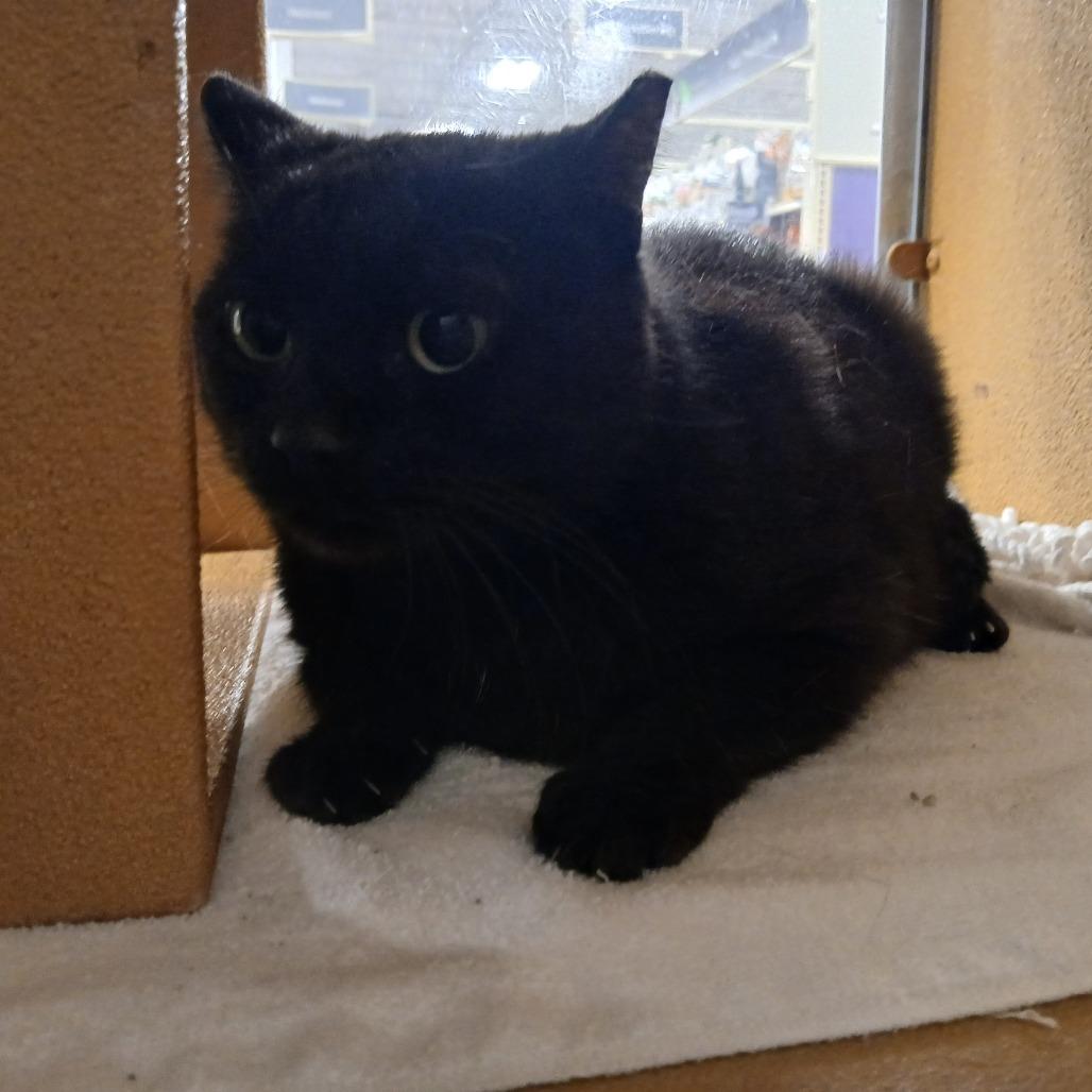Onyx