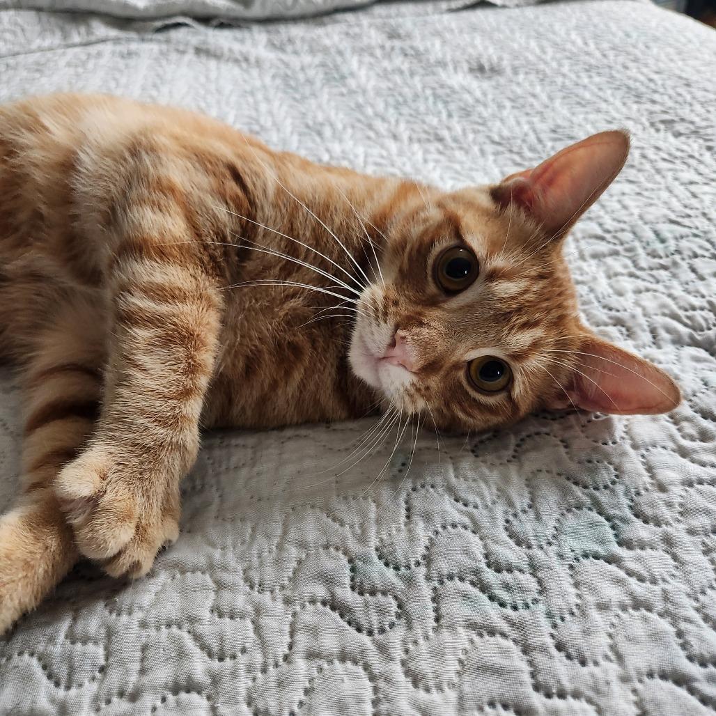 Toby